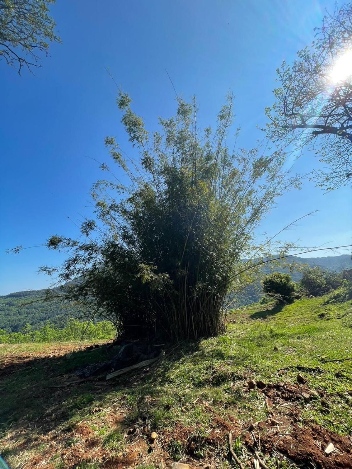 Chales Vista Do Paraiso Canela Εξωτερικό φωτογραφία